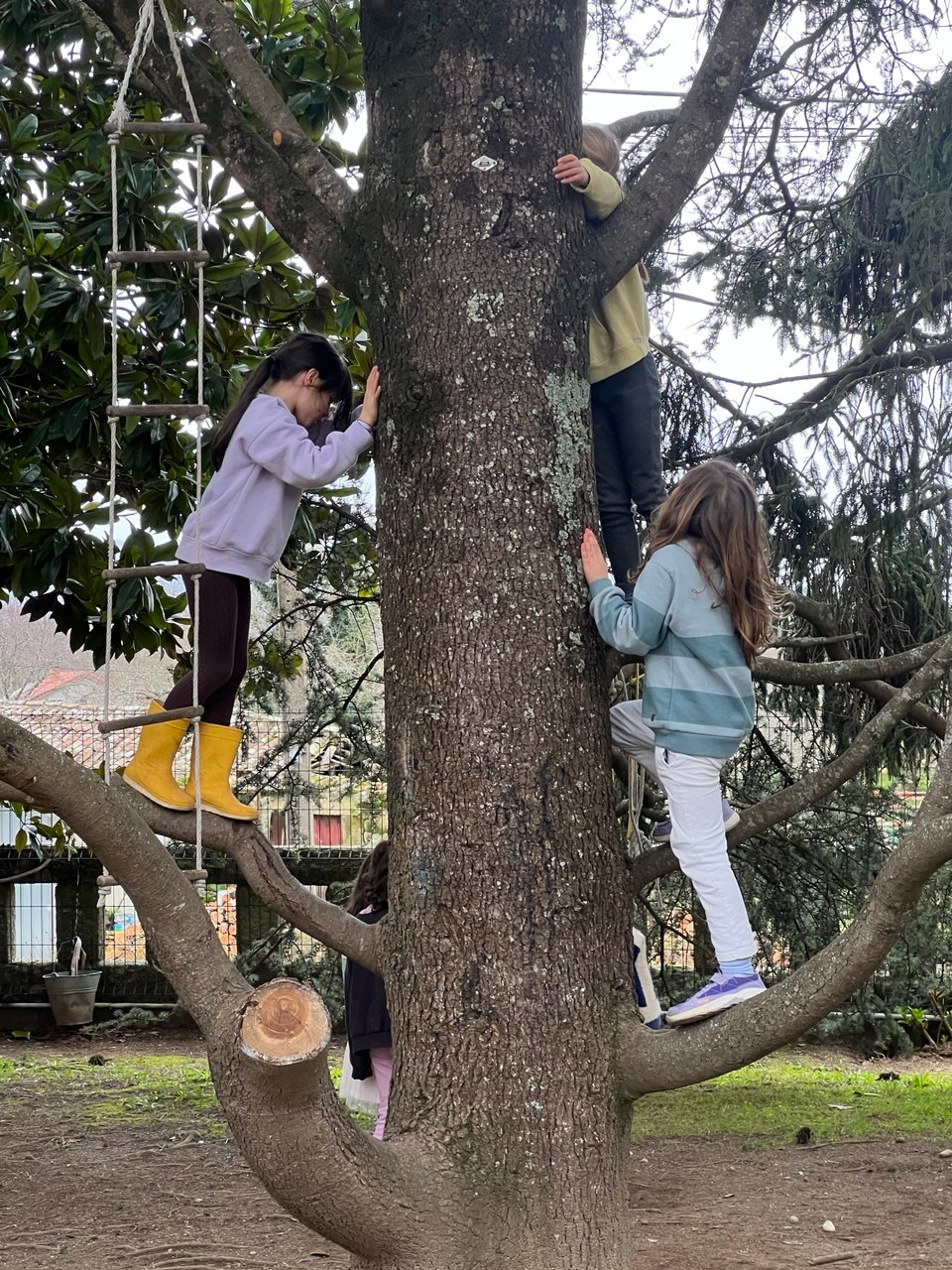 Children climbing a big tree with a rope ladder