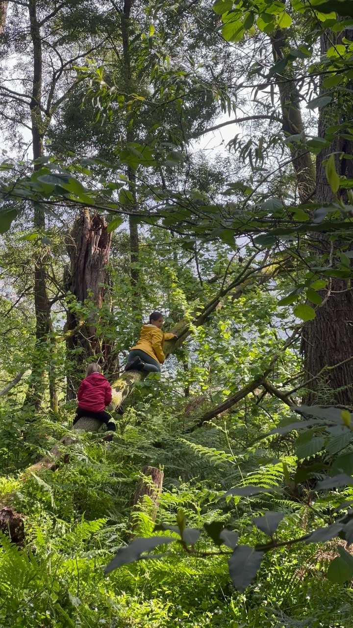 Children climbing a fallen tree trunk in the forest